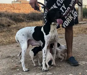 Chiots de chasse