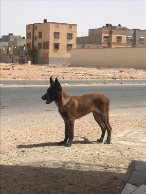 Malinois