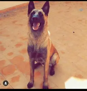 Malinois coupl