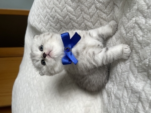Scottish fold silver shaded