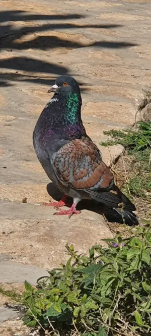 Pigeon très Bonne Race