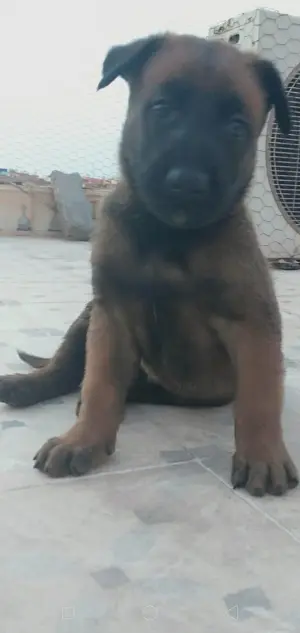 a vendre 11 chiots de malinois on très bon santé (30 jours)