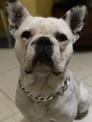 Bulldog français à vendre