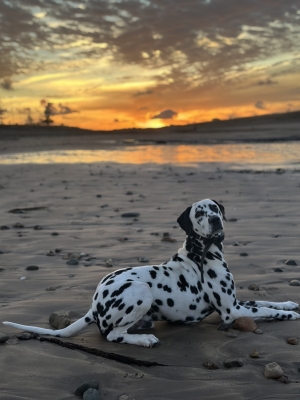 Dalmatien