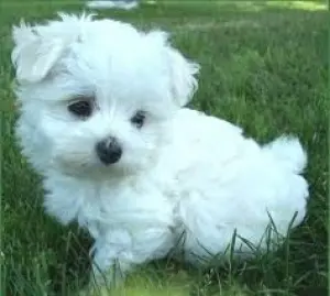 Bichon maltais mâle et femelle