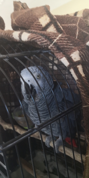 Perroquet gris de gabon
