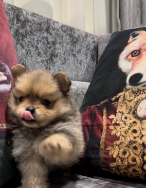Pomeranian