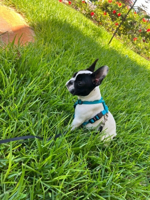 Bouldogue