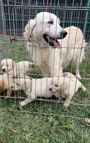 Golden retriever