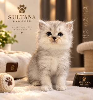 British shorthair et Scottish Fold