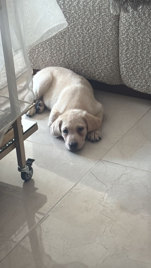 Labrador pure race
