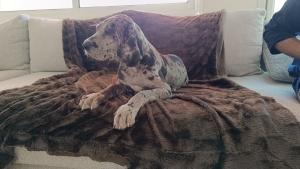 Danois - dogue allemand - dog