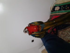 MACAW