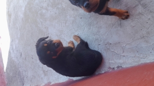 Des chiots Rottweiler pidgri linge des champions