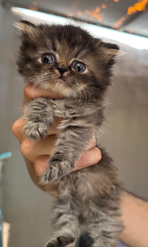 chaton persan pur race a vendre