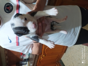 Pitbull