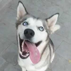 Husky 1ans