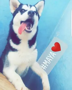 husky