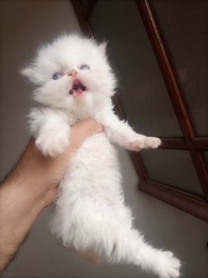 Femelle persan