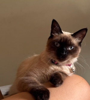 Chat siamois très affectueux à adopter