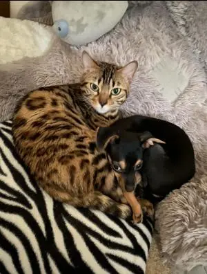 Chat de bengal