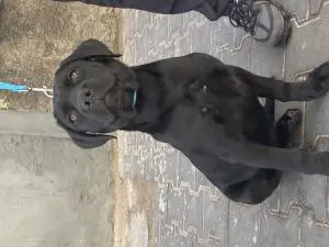 Cane corso