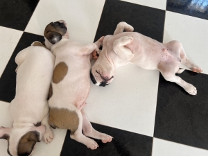 Bouledogue français pedigree