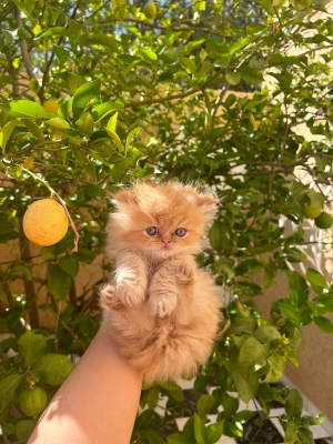 Chatton persan