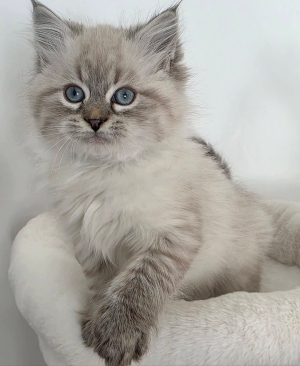 Sibérien chaton