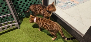 🐱 Chats Bengal  🐱