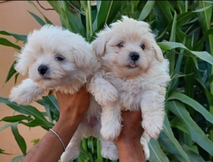 Bichon maltais nain