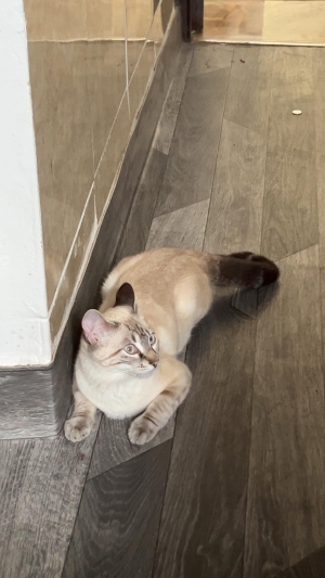 chat Siamois
