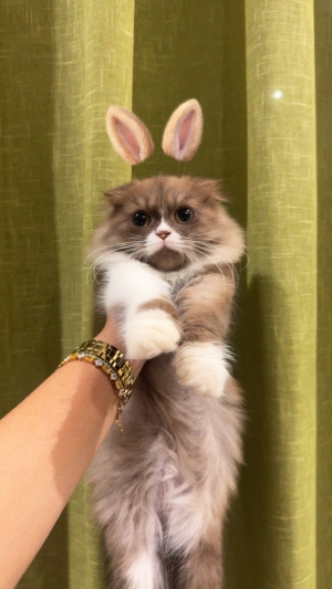 Scottish Fold Highland chocolat et blanc mâle