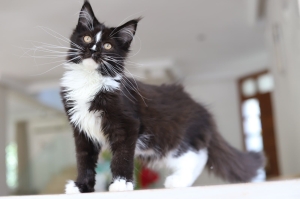 Chat maine coon avec Pedigree