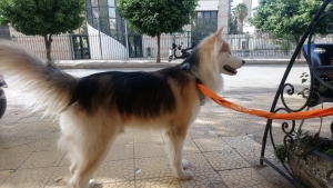 Malamute d'Alaska