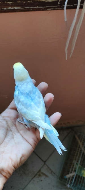 Budgie Rainbow