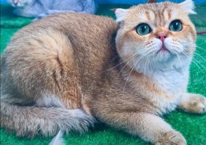 scottish fold male