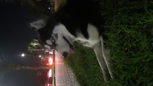 Husky