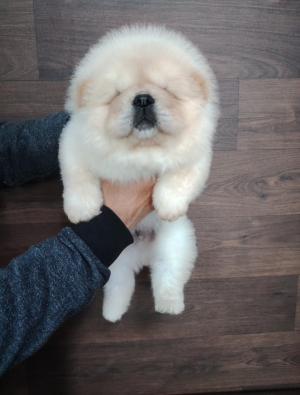 Chow Chow