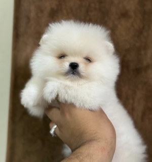 Spitz nain Loulou de Poméranie
