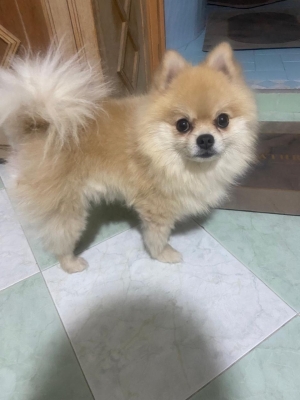 Spitz nain