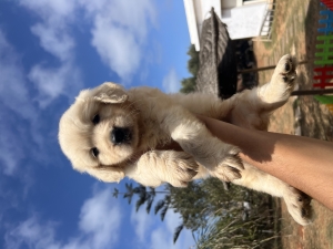 Golden retriever ✨