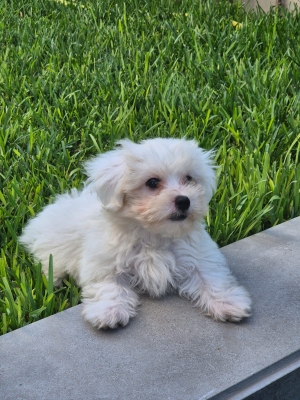 Chiot bichon maltais