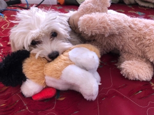 Adorables Chiots Bichon Maltais à Vendre - Des Compagnons Câlins et Pleins d'Amour en Attente d'une Nouvelle Maison !