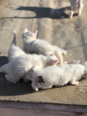 قطط انگورا