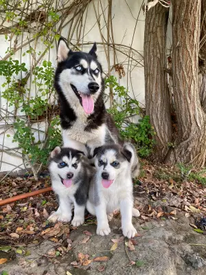 Husky sibérien