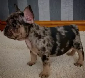 Buldog français black merle