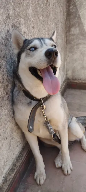 husky sibérien femelle