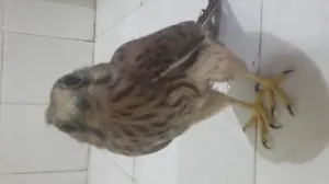 Faucon crecerelle-femelle
