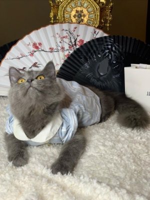 chat british longhair
